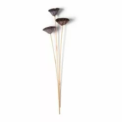 Best Pirce ???? Natural Lotus Pods Stem by Ashland® ⌛