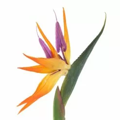 Top 10 ❤️ Tropical Bird of Paradise Stem by Ashland® ✔️ -Ashland Sales 10066898 20