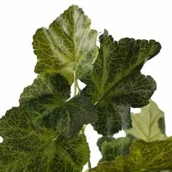 Outlet ???? Coral Bell Bush by Ashland® ???? -Ashland Sales 10129104 20