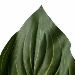 Outlet ???? Hosta Bush Real Touch Collection by Ashland® ???? -Ashland Sales 10131106 20
