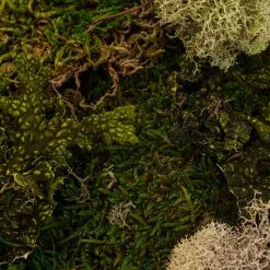 Discount ???? Moss Variety Pack by Ashland® ???? -Ashland Sales 10135036 22