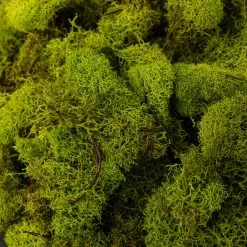 Brand new ???? Ashland® Reindeer Moss ???? -Ashland Sales 10135038 22
