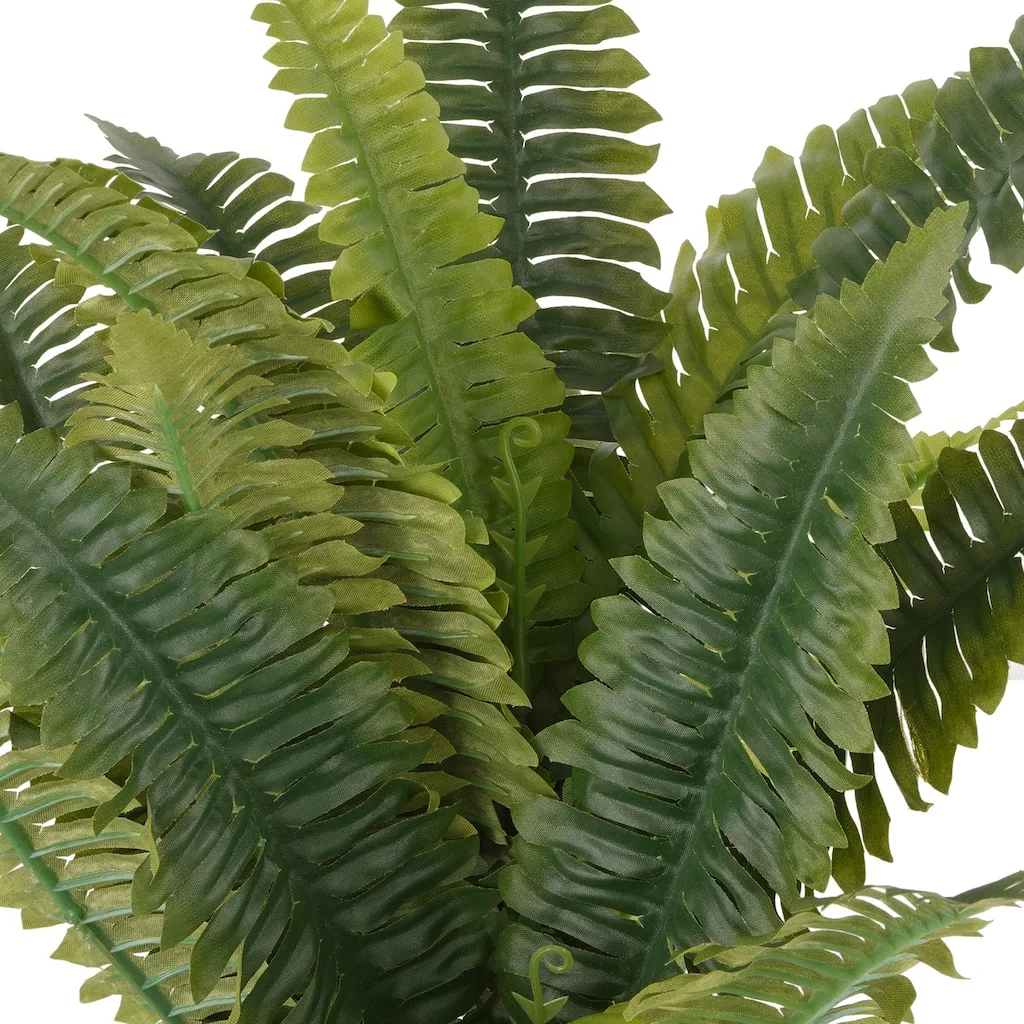 Promo ???? Boston Fern Bush Fern Collection by Ashland® ???? 5 Promo ???? Boston Fern Bush Fern Collection by Ashland® ???? - Image 3