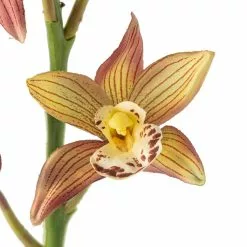 Hot Sale ???? Tropical Cymbidium Stem by Ashland® ???? -Ashland Sales 10230910 20