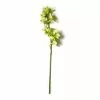 Outlet ⭐ Tropical Cymbidium Stem by Ashland® ⌛