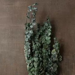 Buy ???? Ashland® Washed Eucalyptus Bunch, 4 oz. ???? -Ashland Sales 10259685 25