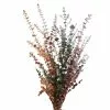New ⭐ Ashland® Eucalyptus Bunch, 8 oz Tri-Colored ???? -Ashland Sales 10259689