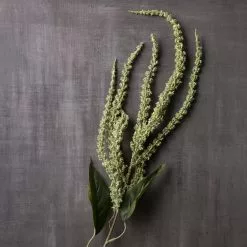 New ???? Green Amaranthus Stem by Ashland® ???? -Ashland Sales 10263015 22
