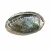 Wholesale ⭐ Blue Abalone Shell by Ashland® ???? -Ashland Sales 10289973