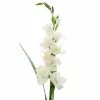 Cheap ???? 12 Pack: White Gladiolus Stem by Ashland® ???? -Ashland Sales 10297020 1
