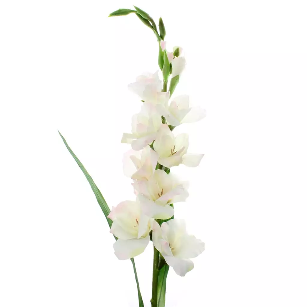 Best Sale ???? White Gladiolus Stem by Ashland® ???? 3 Best Sale ???? White Gladiolus Stem by Ashland® ????