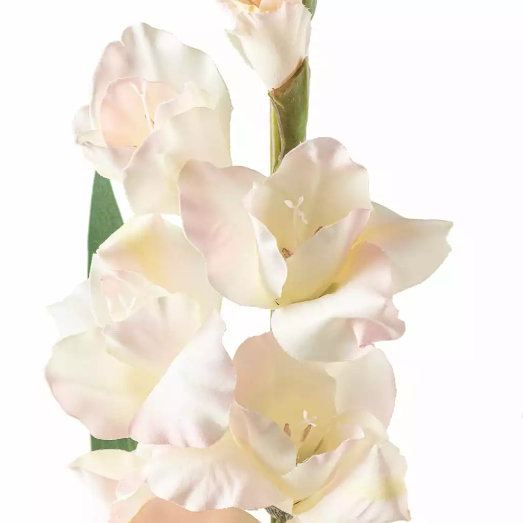 Best Sale ???? White Gladiolus Stem by Ashland® ???? 5 Best Sale ???? White Gladiolus Stem by Ashland® ???? - Image 3