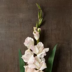 Best Sale ???? White Gladiolus Stem by Ashland® ???? 9 Best Sale ???? White Gladiolus Stem by Ashland® ???? -Ashland Sales 10297020 25