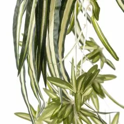 Buy ⌛ Variegated Spider Bush Classic Greenery Collection by Ashland® ✨ 8 Buy ⌛ Variegated Spider Bush Classic Greenery Collection by Ashland® ✨ -Ashland Sales 10308650 20