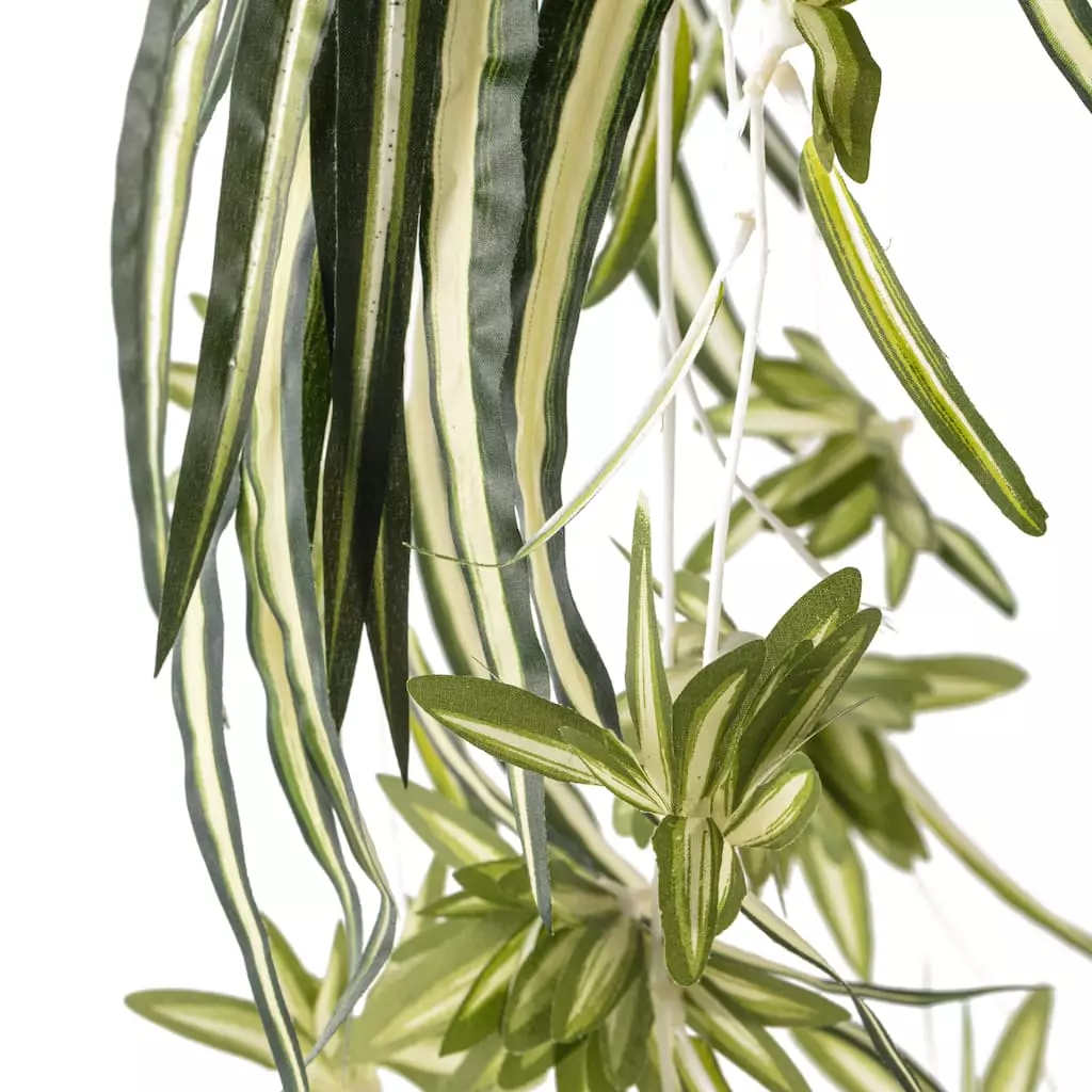 Buy ⌛ Variegated Spider Bush Classic Greenery Collection by Ashland® ✨ 5 Buy ⌛ Variegated Spider Bush Classic Greenery Collection by Ashland® ✨ - Image 3