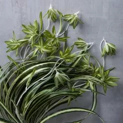 Buy ⌛ Variegated Spider Bush Classic Greenery Collection by Ashland® ✨ 7 Buy ⌛ Variegated Spider Bush Classic Greenery Collection by Ashland® ✨ -Ashland Sales 10308650 22