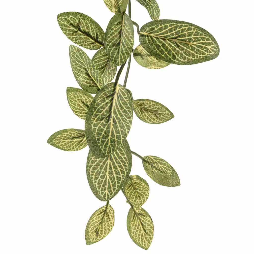 Best reviews of ???? Fittonia Hanging Bush Classic Greeery by Ashland® ❤️ 5 Best reviews of ???? Fittonia Hanging Bush Classic Greeery by Ashland® ❤️ - Image 3