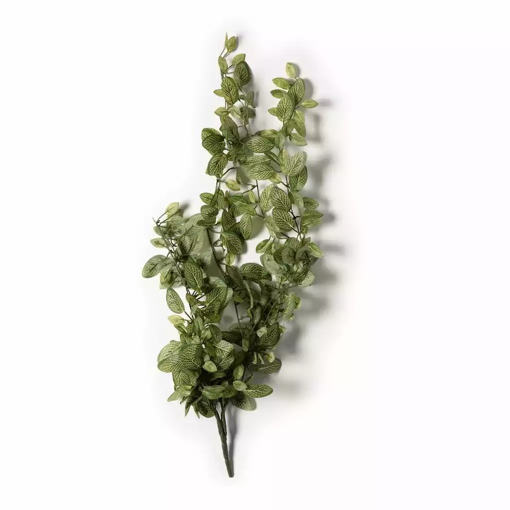 Best reviews of ???? Fittonia Hanging Bush Classic Greeery by Ashland® ❤️ 3 Best reviews of ???? Fittonia Hanging Bush Classic Greeery by Ashland® ❤️