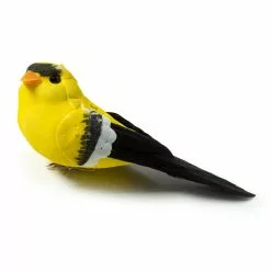 Best reviews of ???? Finch Bird by Ashland® ????