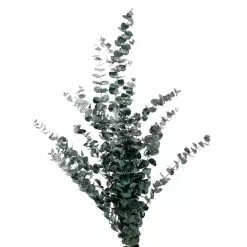 Coupon ???? Ashland® Eucalyptus Bunch, 4 oz. ???? -Ashland Sales 10333062
