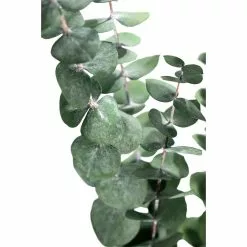 Coupon ???? Ashland® Eucalyptus Bunch, 4 oz. ???? -Ashland Sales 10333062 2