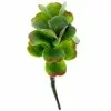 Buy ???? Green & Orange Succulent Pick by Ashland® ???? -Ashland Sales 10337814