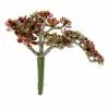Discount ???? Creeping Red Sedum Pick by Ashland® ????