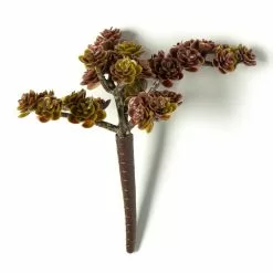 Discount ???? Creeping Red Sedum Pick by Ashland® ???? 11 Discount ???? Creeping Red Sedum Pick by Ashland® ???? -Ashland Sales 10337815 21