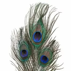 Promo ⌛ Peacock Feather Picks by Ashland® ???? -Ashland Sales 10355707 20