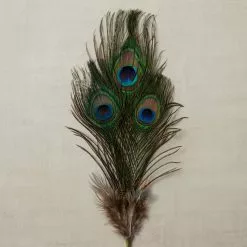 Promo ⌛ Peacock Feather Picks by Ashland® ???? -Ashland Sales 10355707 25