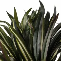 Budget ???? Assorted Cordyline Bush by Ashland® ❤️ -Ashland Sales 10356827 20
