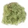 Best deal ???? Ashland® Spanish Moss—Basil Green ✔️ -Ashland Sales 10382824 2
