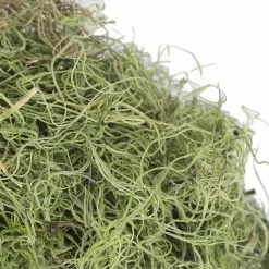Best deal ???? Ashland® Spanish Moss—Basil Green ✔️ -Ashland Sales 10382824 3