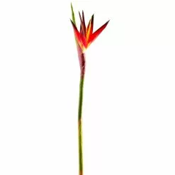 Buy ⭐ Tropical Bird of Paradise Stem by Ashland® ???? -Ashland Sales 10390624 1