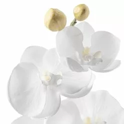 Brand new ???? Phaleanopsis Orchid by Ashland® ???? -Ashland Sales 10413038 20