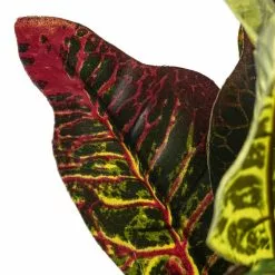 Budget ???? Croton Bush Classic Greenery by Ashland® ???? -Ashland Sales 10430898 20