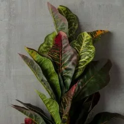 Budget ???? Croton Bush Classic Greenery by Ashland® ???? -Ashland Sales 10430898 25