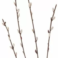 Flash Sale ???? Pussy Willow Stem by Ashland® ???? -Ashland Sales 10450208 20