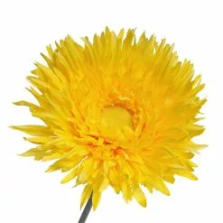 Outlet ???? Jumbo Yellow Spider Gerber Daisy Stem by Ashland® ✨ 7 Outlet ???? Jumbo Yellow Spider Gerber Daisy Stem by Ashland® ✨ -Ashland Sales 10457421 3