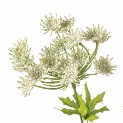 Discount ???? White Queen Anne's Lace Spray by Ashland® ???? -Ashland Sales 10461649 20