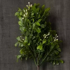 Top 10 ???? Boxwood Pick By Ashland® ???? -Ashland Sales 10546920 25