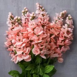 Budget ???? Coral Wisteria Bush by Ashland® ???? -Ashland Sales 10547397 22