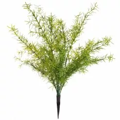 Buy ???? Springeri Bush by Ashland® ????