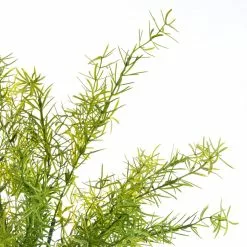 Buy ???? Springeri Bush by Ashland® ???? -Ashland Sales 10547458 2