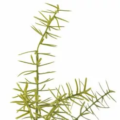 Buy ???? Springeri Bush by Ashland® ???? -Ashland Sales 10547458 20
