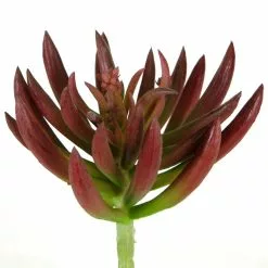 Promo ???? Assorted Succulent Pick By Ashland® ???? -Ashland Sales 10547488 2