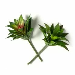 Coupon ???? Assorted Agave Pick By Ashland® ????