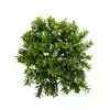 Hot Sale ⌛ 8 Pack: Green Boxwood Bush by Ashland® ???? -Ashland Sales 10547534 1