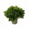 Budget ❤️ 6 Pack: Premade Boxwood Bush by Ashland® ???? -Ashland Sales 10547538