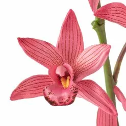 Brand new ???? Mauve Boat Orchid Spray by Ashland® ???? -Ashland Sales 10626413 20